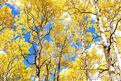 Aspen Grove Canopy in Golden Autumn Splendor Stock Photo