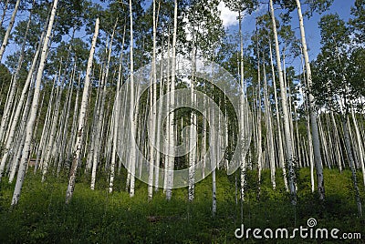 Aspen grove in Colorado Stock Photo