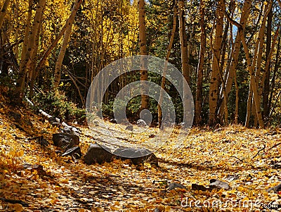 Aspen grove near St. Elmo, Colorado Stock Photo