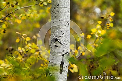 An aspen grove with Ponderosa Pines in Bend Oregon during fall color Stock Photo