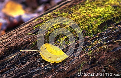 Aspen Leaf on Mossy Log Stock Photo
