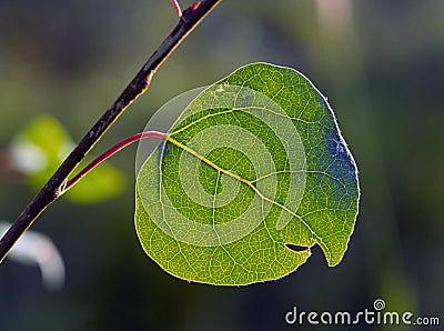 Aspen leaf with veins Stock Photo