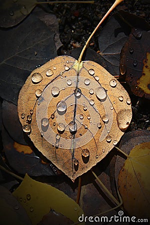 Aspen Leaf with Water Drops Stock Photo