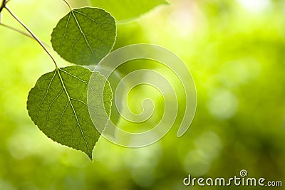 Aspen Leaves Selective Focus Stock Photo
