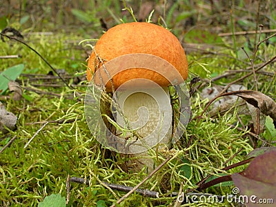 Aspen mushroom Stock Photo