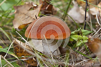 Aspen mushroom in forest Stock Photo
