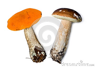 Aspen mushroom( red mushroom) and Mushrooms Stock Photo