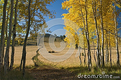 Aspen Trail Stock Photo