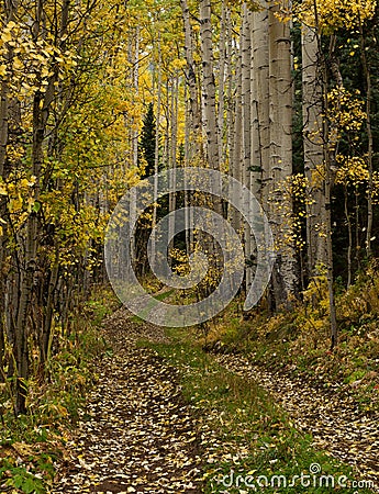 Aspen Trail Stock Photo