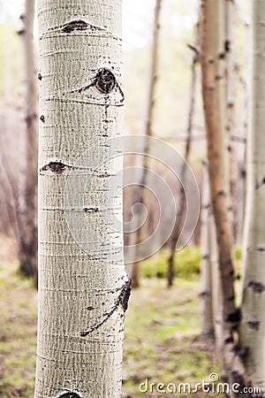 Aspen Tree in Colorado Forest Stock Photo