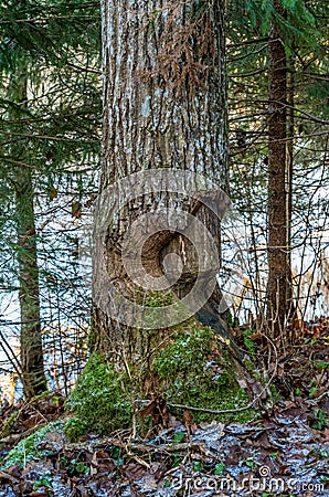 Aspen tree damaged by beaver Stock Photo