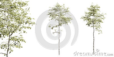Aspen tree isolated on white background with close-up. 3D render. Cartoon Illustration