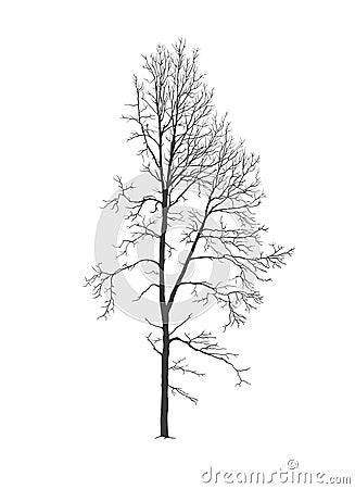 Aspen tree silhouette without foliage Vector Illustration