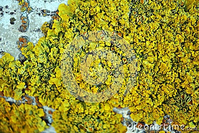 Aspen tree trunk bark with yellow moss, horizontal background texture close up detail Stock Photo