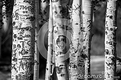 Aspen tree trunks carved graffiti Stock Photo