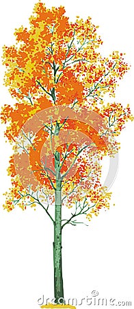 aspen tree. Vector Cartoon Illustration