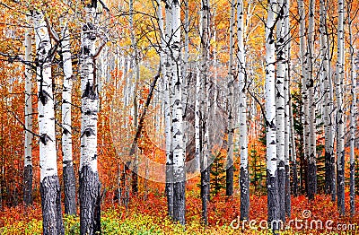 Aspen trees in Banff national park in autumn time Stock Photo