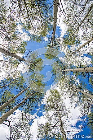 Aspen Trees and Clouds Stock Photo