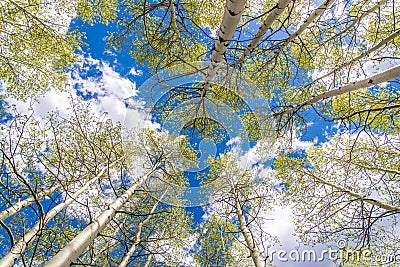 Aspen Trees and Clouds Stock Photo