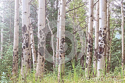 Aspen trees in Colorado Rocky Mountains Stock Photo