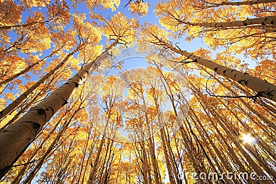 Aspen trees with fall color, San Juan National Forest, Colorado Stock Photo