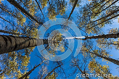 Aspen trees in fall | upside view Stock Photo
