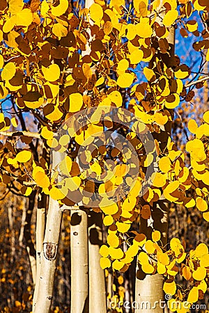 Aspen Trees in Peak Autumn Color Stock Photo