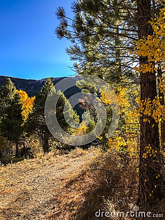 Aspen Trees through a trail in YNP Stock Photo