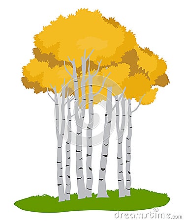 Aspen trees.Tree illustration ,Autumn tree Vector Illustration