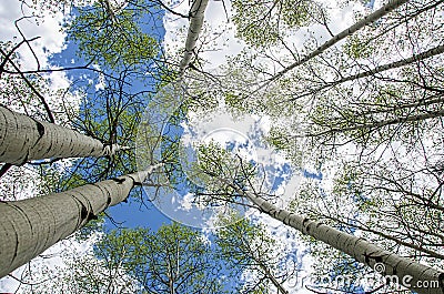 Aspen trees Stock Photo