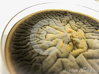 Aspergillua flavus Stock Photo