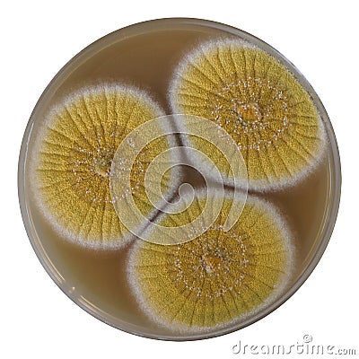 Aspergillus flavus Stock Photo