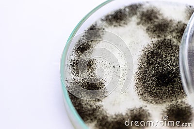Aspergillus mold for Microbiology in Lab. Stock Photo