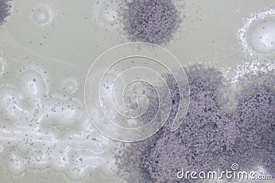 Aspergillus mold and yeast for Microbiology. Stock Photo