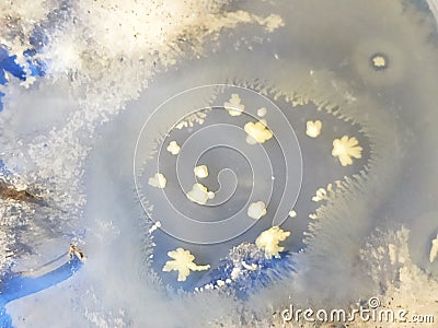 Aspergillus niger fungus and Bacillus bacteria growing on sabouraud dextrose agar medium Stock Photo