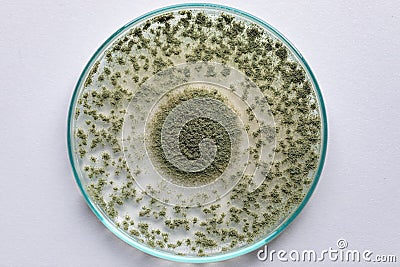 Aspergillus oryzae is a filamentous fungus or mold that is used in food production such as in soybean fermentation . Stock Photo