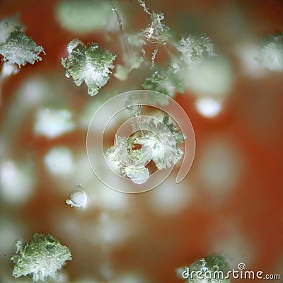 Aspergillus spore heads in reflected light microscopy, showing intricate fungal growth and blurred background Stock Photo