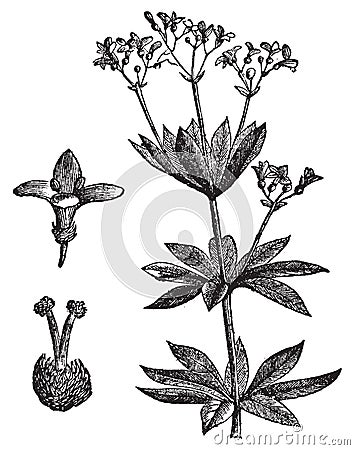 Asperula odorate or Sweet woodruff vintage engraving Vector Illustration