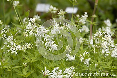 Asperula taurina flowers in a garden Stock Photo