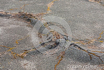 Asphalt damaged by tree roots, pavement or road with cracked surface Stock Photo