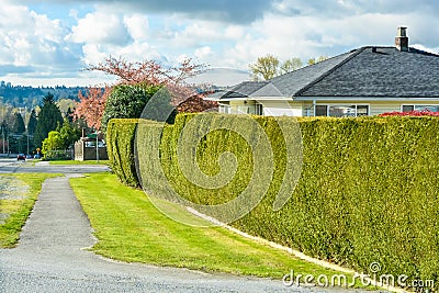 Asphalt passway and green hedgerow along backyard of residential house. Stock Photo