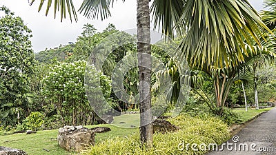 An asphalt pedestrian path runs through the botanical garden. Stock Photo