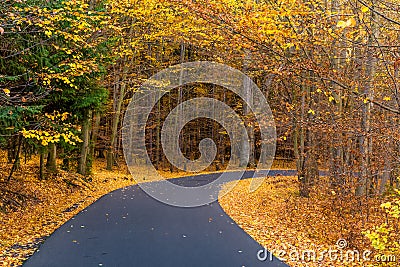 Asphalt Road In Voderady Beechwood, Czechia Stock Photo