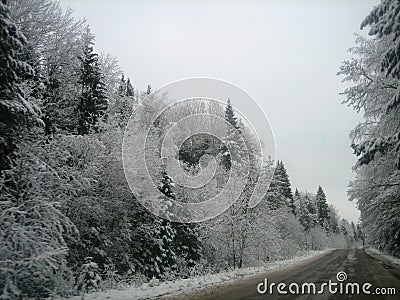 Asphalt road in the deep forest on a wet winter day Stock Photo