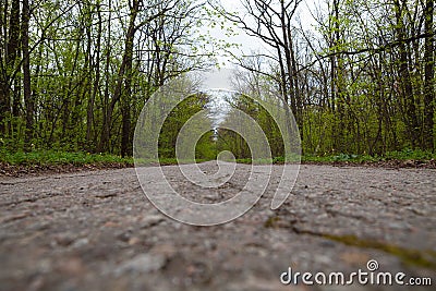 Asphalt road in the forest Stock Photo