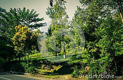 An asphalt road with green tree and tea plantations on the side road in puncak bogor Stock Photo