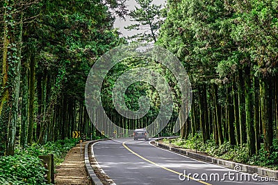 Asphalt road with pine tree forest Editorial Stock Photo