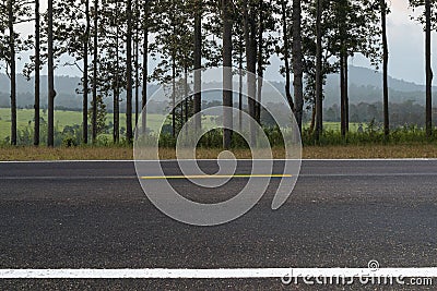 Asphalt road side view in forest Stock Photo