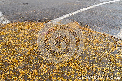 Asphalt street intersection with sweeping corner sidewalk and ramp all covered in small yellow leaves Stock Photo