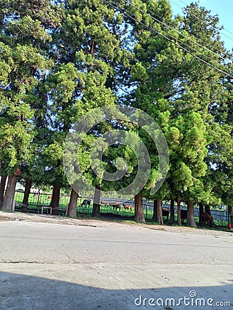 Asphalt trees and good weather. Back field and field cows Stock Photo